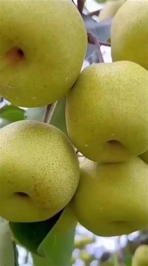 Here's a science lesson on 23 types of fruit trees. How many do you recognize? #fruit tree #sport