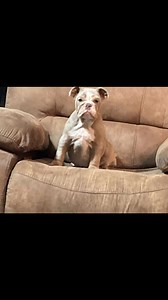 23 reactions | Stone Quarry Bulldogs - English Bulldog Breeder, OH on Reels | Facebook