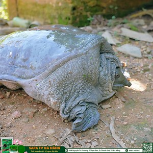 Lần đầu thấy hồ nuôi ba ba gai “to như cái nắp cống” ————— #sapatv #haisapatv #dacsantaybacsapatv #tuyenxinhgai #chamcheosapatv | Đặc Sản Tây Bắc Sapa Tv