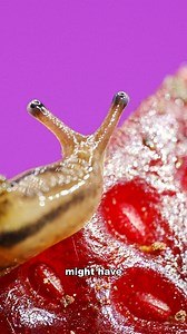 1M views · 13K reactions | STOP eating SLUGS! There are better sources of protein. #slug #slugs #gardenlife #wildlife #invertebrates #microscope #STEM #science #biology #closeup #learning #nature #macro #animals #slimy #creepybutcool #buglife #microscopy #naturelovers #ratlungworm #rat #parasite #worm #lungworm #deadly #infection | Oneminmicro | Facebook
