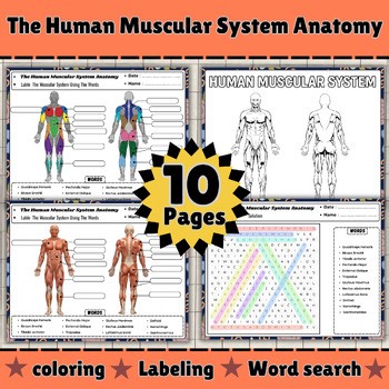 Human Muscular System Worksheets | Anatomy & Science Activities Unit