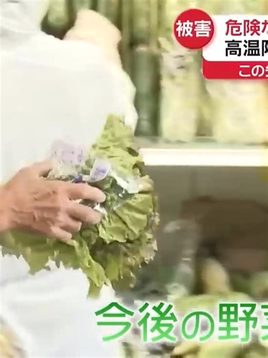 【規格外野菜】高温障害で野菜“溶ける”食卓に影響も…デラウェア「しおれて」まるで干しブドウ 秋の味覚にも異変！？_042