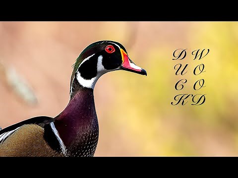 Cute Wood Ducks / Wood Duckings Jumping out of Tree Cavity / Bird Documentary