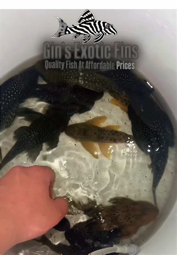 Pleco Alert!!! 🐟🔥 Tariffs forced economic change, making South American plecos harder and more expensive to obtain. Scarcity has skyrocketed. Exclusivity has exploded. Wild plecos preserve the genetic integrity & diversity that keep captive bloodlines strong—without them, quality diminishes through line breeding. We fought to bring you the same high-quality genetics you know and trust at the same affordable price. (For Now) #pleco #aquarium #rarefish #exoticfish #aquascape