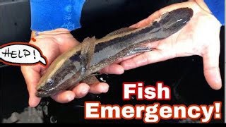 How we saved Joey Slay Em’s pet fish