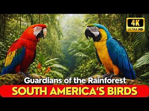 Extreme Wildlife of the Andes and Amazon | The World’s Most Stunning Birds
