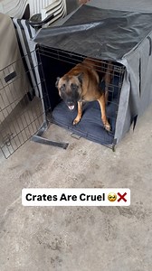 Critical thinking and evaluation skills have almost been lost in this world. People have huge cognitive bias, they infinite facts to live based of how they feel. Well I will tell you something, your feelings are not a reliable source of data all of the time. If you need further help: - Book an in person/virtual lesson ✅ - Check out my online course ✅ - Join my subscription service ✅ Find all of these avenues by heading to my profile 🤙🏾 #dogtrainer #dogtraining #dogtrainingtips #dogtrainingadvi