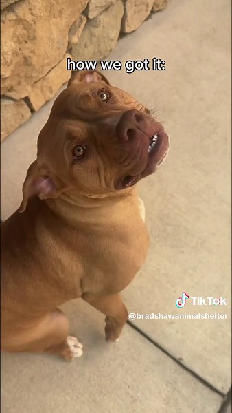 She’s iconic and she’s available for adoption ⬇️ Lady, animal ID A852021, is available for adoption at Bradshaw Animal Shelter in Sacramento, CA! She is approximately 2 years old. She is a wiggly and happy girl who has participated in playgroups at the shelter. #adoptdontshop #sacramento #916 #sacramentodogs #nationalpuppyday #alldogsarepuppies #rescuedog #shelterdog #animalshelter #cutedog #adorabledog #adoptabledog #behindthescenes #instagramvsreality #doguedebordeaux #pittie #fyp