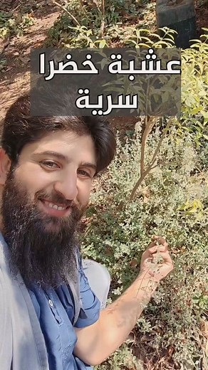 المصادر : https://www.ema.europa.eu/en/documents/herbal-monograph/final-community-herbal-monograph-thymus-vulgaris-l-and-thymus-zygis-l-herba-and-primula-veris-l-and-primula-elatior-l-hill-radix_en.pdf عشبة خضرا رهيبة…ريحتها قوية في ناس بتشربها كل يوم… بس قليل اللي فاهم شو بتعمل فعلاً بجسمه بتخفي جوّاها سر صحي خرافي تابعني لآخر الفيديو راح احكي اسمها راح احكيلك فوائدها السرية في حالة الوضع الطبيعي (الشاشة الوضع الطبيعي يعني شخص ما عنده حساسية منها و امرأة مش حامل) بتخفف الالتهابات بشكل قوي 🔥 بت