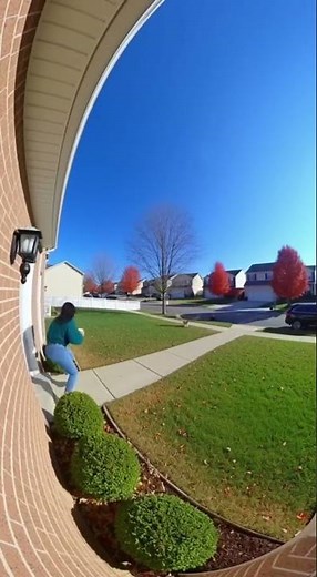 Bird Steals Dog From Front Yard!
