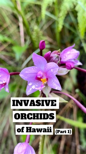 Did you know that about Hawaii? Hawaiian invasive orchids, part 1. - #hawaii #orchidspecies #species #orchid #orchids #orchidlovers #orchidaceae #flower #bloom #flowerstagram #plantsofinstagram #plants #plantsmakepeoplehappy #plantsmakemehappy #orchidcollector #orchidflower #orchidsofinstagram #orchidlover #plant #nature #nofilter #rustyexotics #rustyexoticsorchids | RustyExotics Nursery