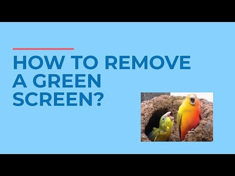 How to Remove a Green Screen? ❎ | MOVAVI HELPS