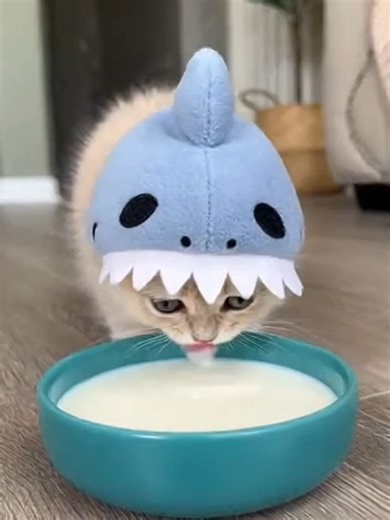 yuiokihnvg6 (@yuiokihnvg6)’s videos with original sound - Plushie Toy Pou