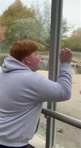 flamingo attacked an angry teenager 😱