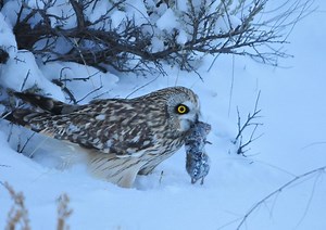 My Favorite Interesting Facts About the Short-eared Owl