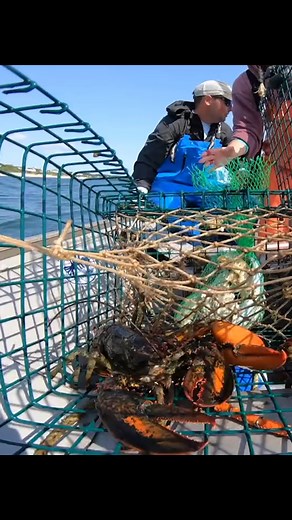 2.2K views | I went out with Charlie Lewis and Mackenzie Lloyd back in 2022 to do some lobstering. After a successful haul I brought a few back home and enjoyed a delicious lobster salad courtesy of Lauren! | My Fishing Cape Cod | Facebook