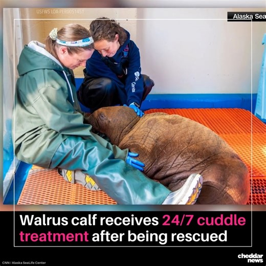 1.9K views · 21 reactions | We could all use some cuddle care. A...