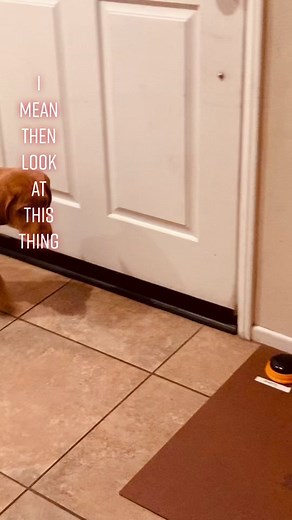 Potty Training Tips for Your Dog