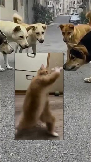 The Fearless Cat Part 2 #shorts #cats