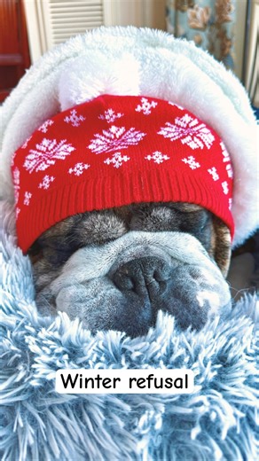 “Fully Geared, Barely Willing” - Bulldog’s Winter Peeing Attitude. 🧊🧣❄️😄🐶