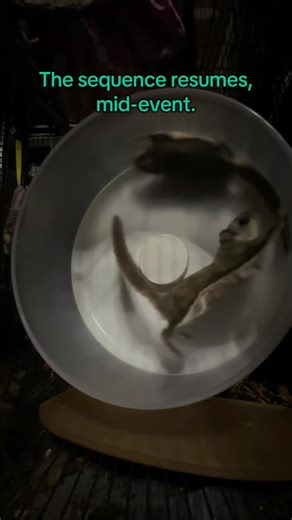 I am a multi species NYS DEC licensed wildlife rehabilitator from Long Island, New York. All of my work is volunteer and out of pocket for me. Please consider subscribing to help me help the animals in my care. Thank you! #LIWRR #FlyingSquirrels #SquirrelTok #chaos #wheelofconsequence