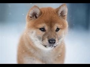 how to add computer interface to your gtag copy