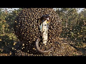 What happens when a cobra attacks a massive beehive?