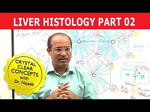 Hepatocytes | Liver Histology | Part 2/7