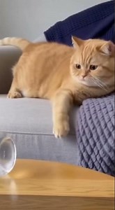 Funniest Cat Fails Compilation 😹💥 | Try Not to Laugh! #funny #catvideos #cute #catfunny