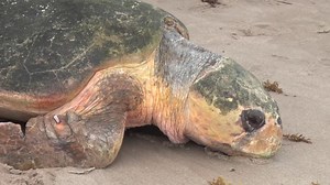 35K views · 2K reactions | Watch as this 350 pound rehabilitated loggerhead sea turtle makes her way back into the ocean! She just spent 8 months at SeaWorld Orlando for rehabilitation and care after being found lethargic and covered in algae. Her rehabilitation was definitely unique as she is one of the largest rescued loggerheads our team has ever cared for! | SeaWorld | Facebook