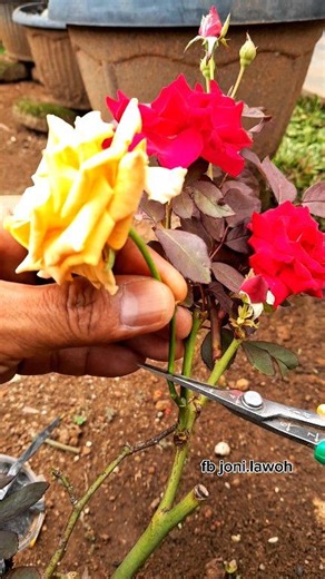 478K views · 3.9K reactions | The grafting technique of yellow rose onto a red rose rootstock combines the red stem with a yellow scion to produce a single plant with two flower colors.” #bonsai #bonsaitree #fblifestyle #diy | Joni Lawoh | Facebook