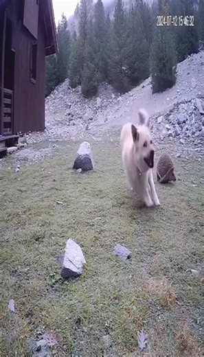 He saw it as food, but in the end, he was disappointed ☹️ #porcupine #dog #animals | A Home Renovation