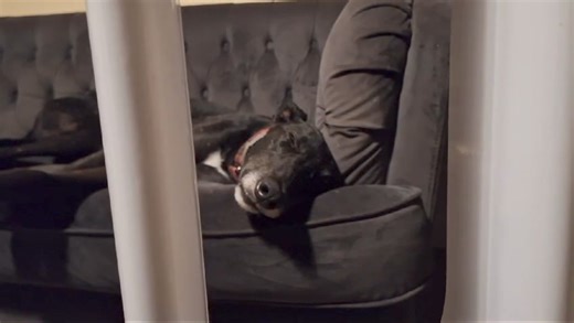 Jimmy Snowflake isn’t stupid, he’s bagged the coolest place in the room in front of the fan! There’s no flies on this boy, only white freckles 😂🥰😃 We should all ‘be more Jimmy’! https://www.kentgreyhoundrescue.com/dogs/jimmy/ | Kent Greyhound Rescue