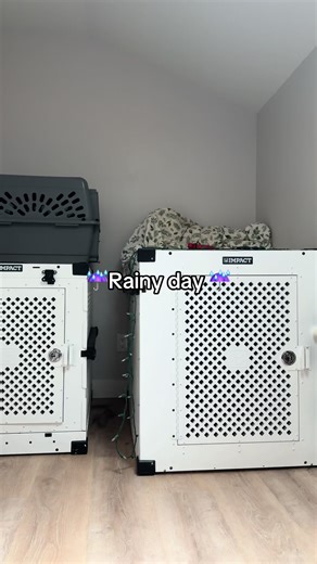 Spend a boring Cleaning day with us! ☔️🥱//#dogsoftiktok #cleantok #germanshepherd #fyp #trending