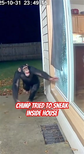 Chimp Tried to Sneak inside House - Caught in CCTV #chimpanzee #cctvfootages #cctvanimals