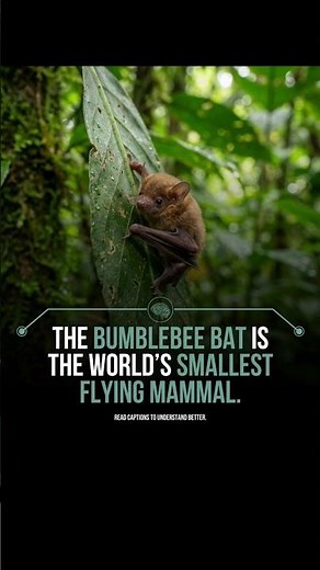 The Bumblebee Bat is the world's smallest flying mammal.