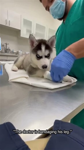Husky Puppy in Danger 😢 | Man Saves Him Just in Time #shorts #animal rescue #animals #animallife