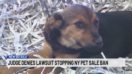 Pet store restrictions to go into effect