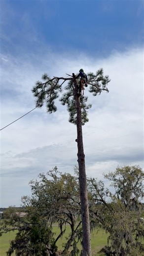 Safely removing a Pine Tree growing over a client’s home! 📞 | Affordable Tree Service & Property Management LLC