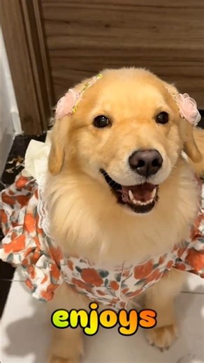 The Most Fashionable Golden Retriever Ever! 🐾✨