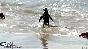 13K views · 226 reactions | PENGUIN POPULATION: Concern is growing over the declining population of African Penguins due to habitat destruction and limited access to food. Boulders Beach in South Africa is one place where tourists flock to see the endangered bird species while they can. https://abcn.ws/2FLyzTu | ABC World News Tonight with David Muir | Facebook