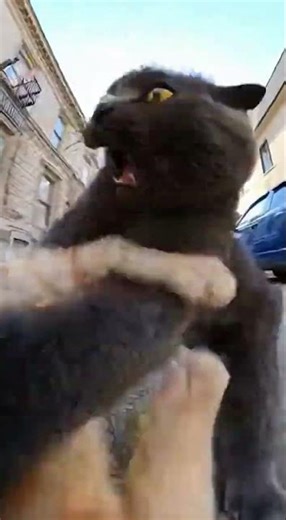 cat vs cat⚡fight🙀🎃#funny #catfight #viral #short #funnycat