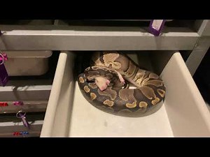 I’m back with my balls!! Ball python live feeding!!