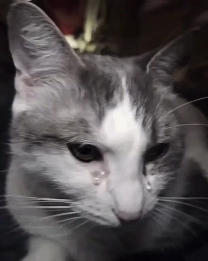 Sylvestereditss on TikTok