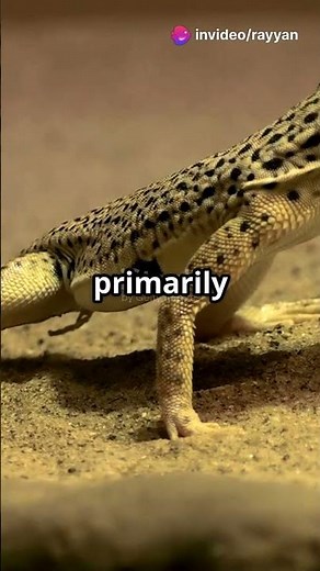 The Frilled Lizard