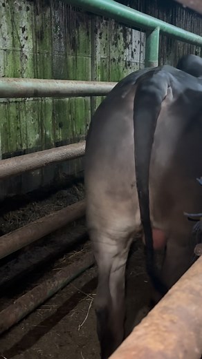 18K views · 175 reactions | Sapai Black brahman #sapi #peternaksapiindonesia #sapibull #feedlot #sapisuper | Dadung Sapi | Facebook