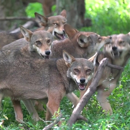1.7M views · 22K reactions | This is what a critically endangered red wolf family looks like. #SaveRedWolves | Wolf Conservation Center | Facebook
