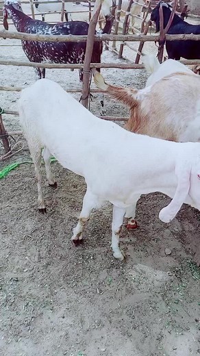 jam Aslam khalti (@jam.aslam.khalti.786)’s videos with Lo Aagai Qurbani Eid Special - Sultan Ateeq Rehman