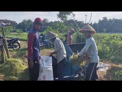 INCREDIBLE RICE HARVEST! FAST THRESHING BY SKILLED FARMERS WITH MODERN MACHINES -Agriculture Farming