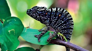 Watch a chameleon change color multiple times in 3 minutes